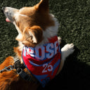 Foulard pour chien – ROSES FC x Kargo Empire