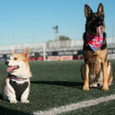 Collier pour chien – ROSES FC x Kargo Empire