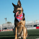 Foulard pour chien – ROSES FC x Kargo Empire